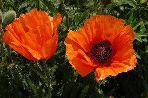 偽東方罌粟 偽東方罌粟