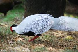 白雉[白色的野雞]