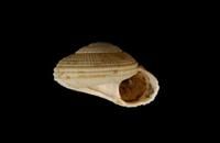 草黃車輪螺 草黃車輪螺