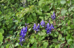 光序烏頭 光序烏頭