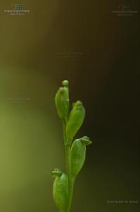 劍唇兜蕊蘭 劍唇兜蕊蘭