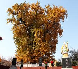 銀杏古梅園 銀杏古梅園