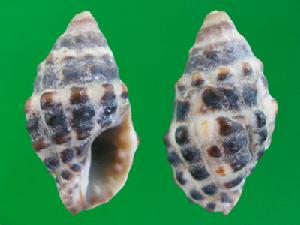 樂譜結螺 樂譜結螺