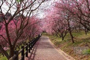 泰安肥城桃花節 泰安肥城桃花節