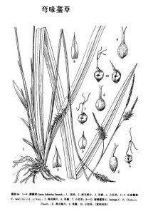 彎喙薹草 彎喙薹草