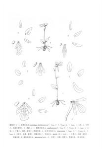 蝶花無柱蘭 蝶花無柱蘭