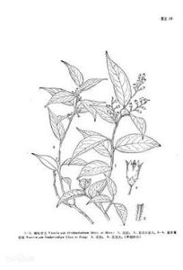 流蘇萼越桔 流蘇萼越桔