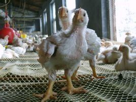 艾維茵肉雞 艾維茵肉雞