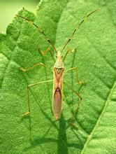 細身獵椿象 細身獵椿象