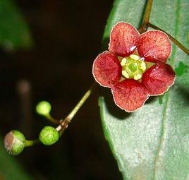 疏花衛矛 疏花衛矛