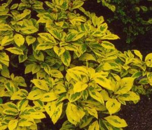 愛樂水蠟樹 愛樂水蠟樹