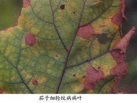 茄子細輪紋病 茄子細輪紋病