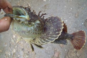 絨杜父魚 絨杜父魚