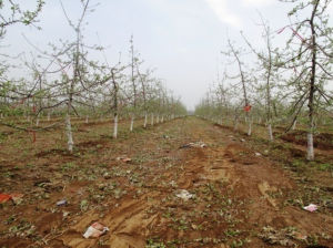 幼年柚園土壤管理 幼年柚園土壤管理