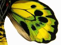 黃綠鳥翼裳鳳蝶(圖3-雄性-後翅背面)