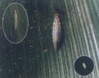 大草蛉的卵和蛹