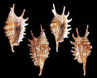 百指蜘蛛螺 百指蜘蛛螺