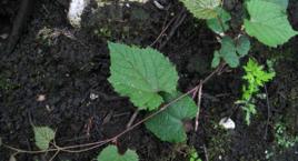 野葡萄根 野葡萄根