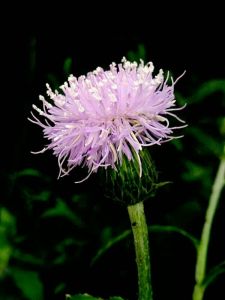 小薊[植物物種刺角芽]