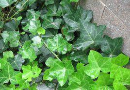 常春藤提取物 常春藤提取物