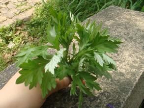 黃金蒿系 黃金蒿系