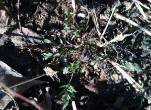 矮小還陽參 矮小還陽參