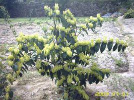 豐花一號 豐花一號