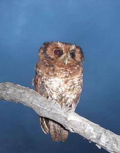 秘魯林角鴞 秘魯林角鴞