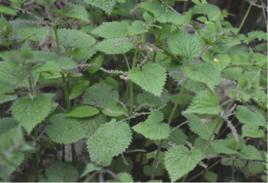 寬葉蕁麻[中藥]