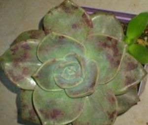 紫羅蘭鏽病 紫羅蘭鏽病