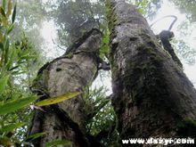 老君山[四川宜賓屏山老君山]