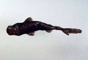 蒲原氏刺狗鮫標本