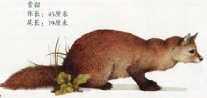 紫貂日本千島亞種