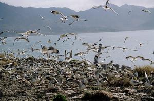 班公湖國家森林公園