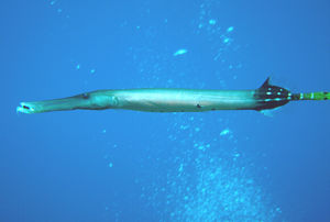 廣吻篦鮫 廣吻篦鮫