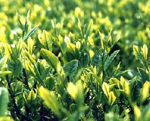 小蘭花茶 小蘭花茶