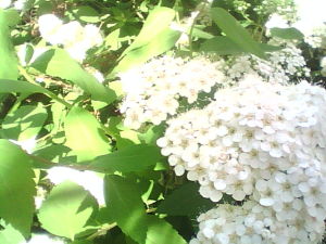 華北繡線菊(原變種) 華北繡線菊(原變種)