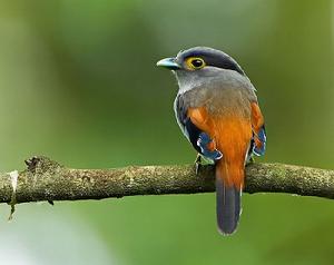 紅背銀胸絲冠鳥