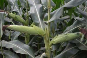 寧原單1號 寧原單1號