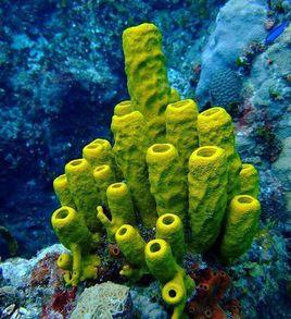 海綿動物 海綿動物