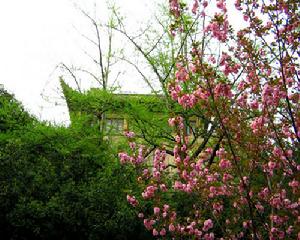 （圖）武漢大學的櫻花道