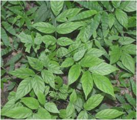 羽葉山螞蝗 羽葉山螞蝗