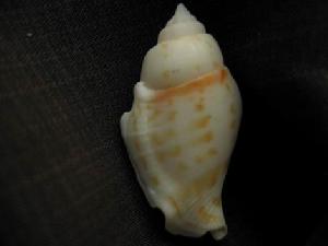 水晶鳳凰螺 水晶鳳凰螺