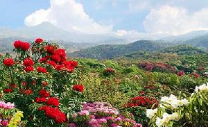 百里杜鵑 百里杜鵑