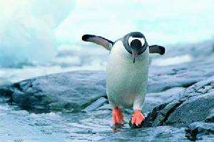 全球變暖已經成為懸在南極頭頂的“達摩克利斯”之劍