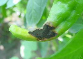 辣椒黑霉病 辣椒黑霉病