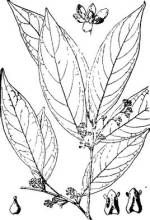 長果土楠 長果土楠