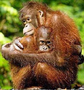 靈長類動物也是易感者