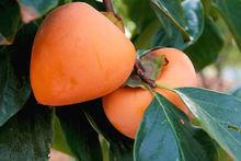 富平尖柿 富平尖柿