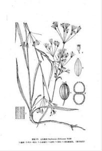 太白柴胡 太白柴胡